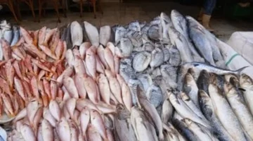 تراجع الأسعار بلطى بـ60 جنيها في كفر الشيخ الجمعة